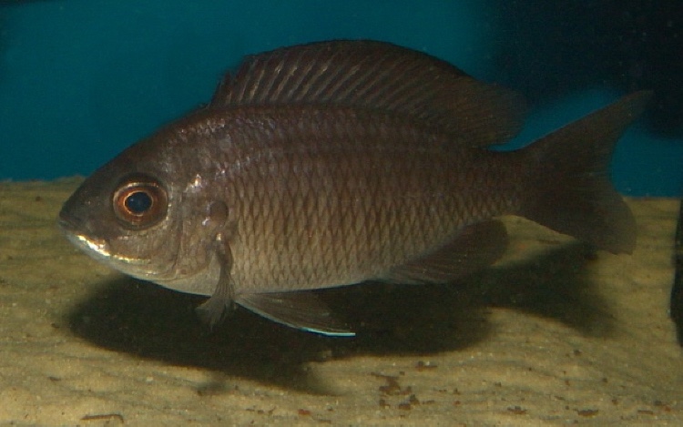 Copadichromis borleyi 'Mara Rocks'